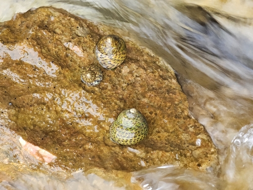 Phorcus turbinatus