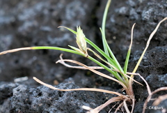 Cyperus compressus