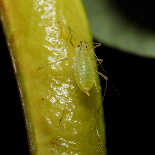 caragana aphid