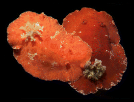 Broleather-backed Platydoris
