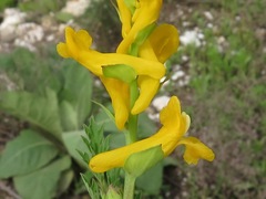 Corydalis crystallina