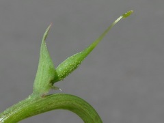 Corydalis crystallina