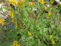 Corydalis crystallina