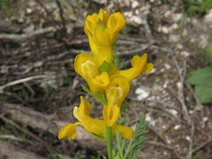 Corydalis crystallina
