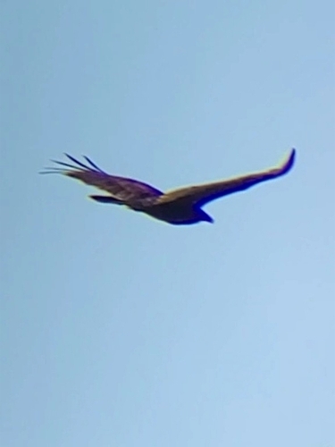 iNaturalist observation photo of Turkey Vulture