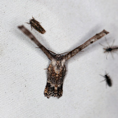Phazaca interrupta
