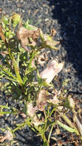 Campanula vidalii, photograph 5