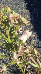 Campanula vidalii, photograph Carminda Santos, CC BY, iNaturalist via GBIF