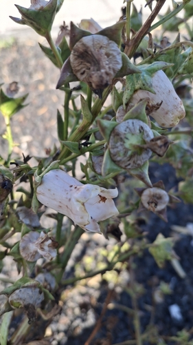Campanula vidalii, photograph 6