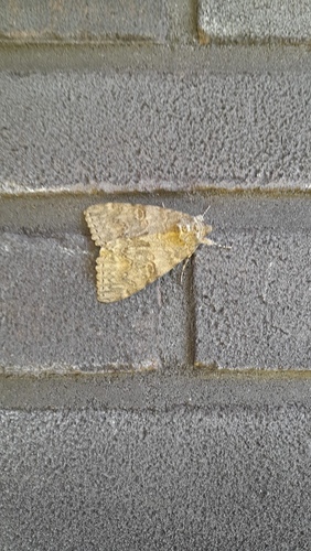 Red Underwing, De Landerijen, Drachten, Friesland, NL, photo 9 of 10