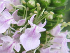 Teucrium japonicum