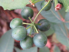 Smilax sieboldii