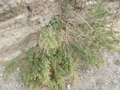 Brickellia longifolia