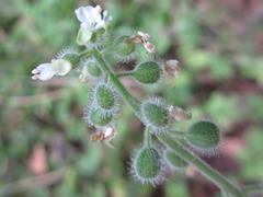 Circaea mollis