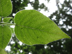 Circaea mollis