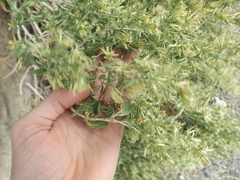 Brickellia longifolia