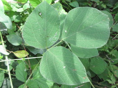 Hylodesmum podocarpum