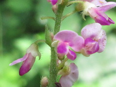 Hylodesmum podocarpum