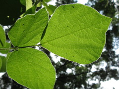 Hylodesmum podocarpum