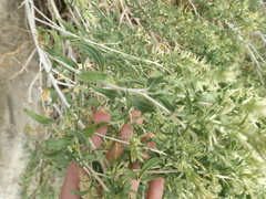 Brickellia longifolia