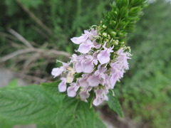 Teucrium japonicum