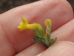 Corydalis flavula