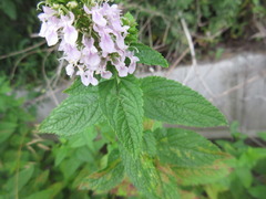 Teucrium japonicum