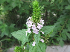 Teucrium japonicum