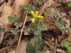 Corydalis flavula