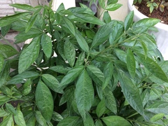 Ohwia caudata