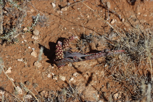 Striped Viooltjie (Lachenalia zebrina)
