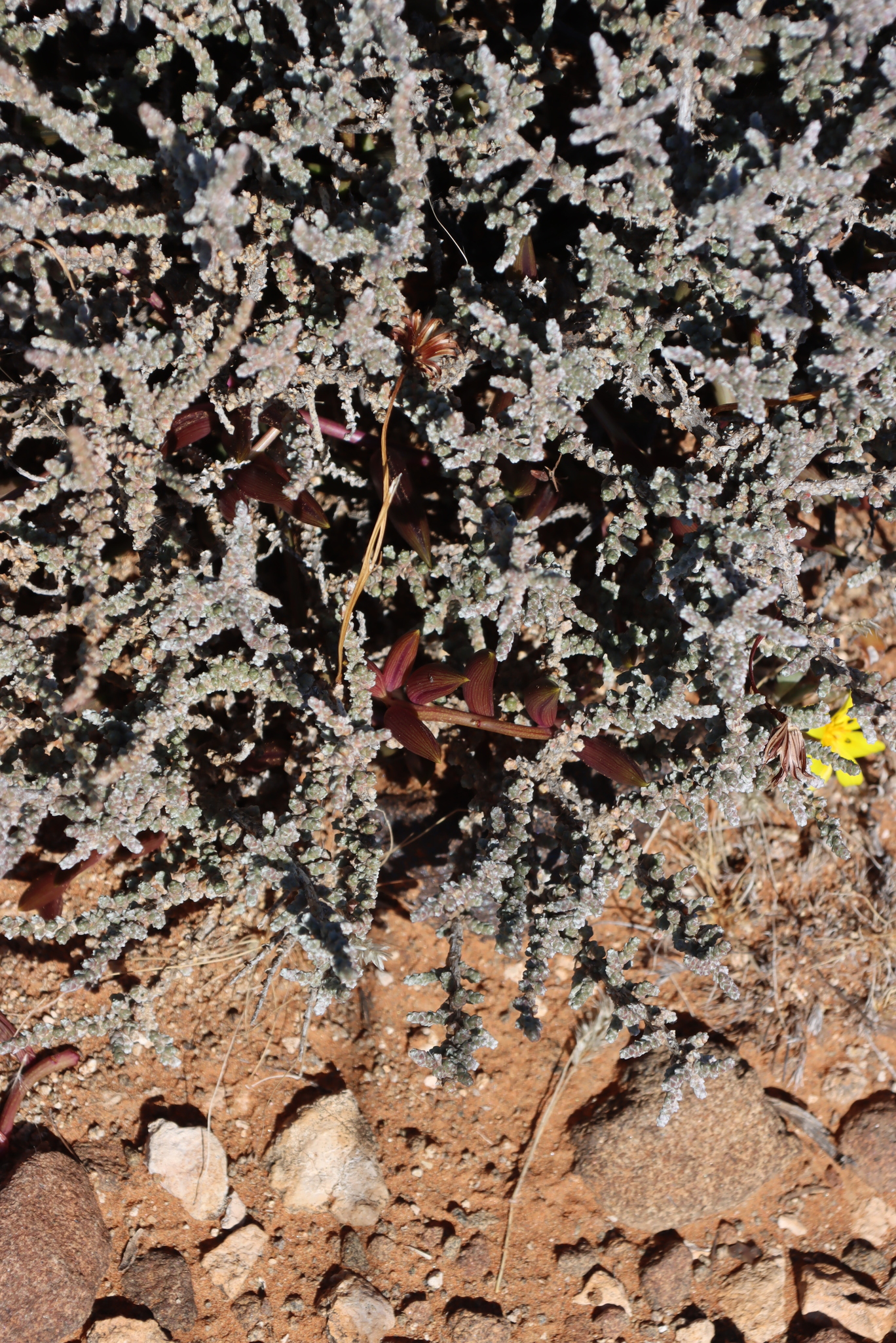 Senecio Radicans (Curio radicans)