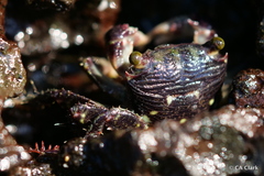 Pachygrapsus plicatus