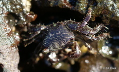 Pachygrapsus plicatus
