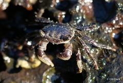 Pachygrapsus plicatus