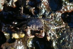 Pachygrapsus plicatus