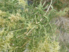 Brickellia longifolia