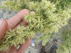 Brickellia longifolia