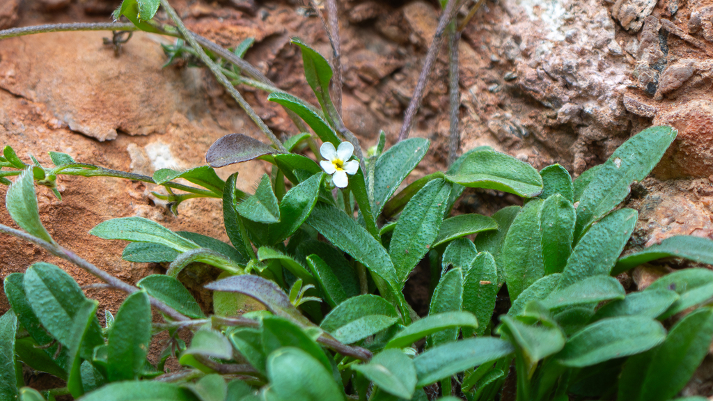 Eritrichium laxum