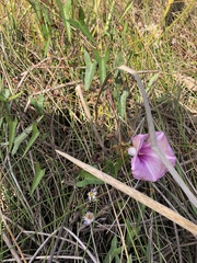 Ipomoea sagittata