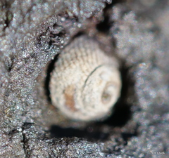 Littorinoidea