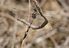 Brechmorhoga praecox