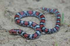 Cemophora coccinea copei