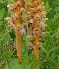 Orobanche alsatica