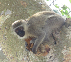 Chlorocebus tantalus