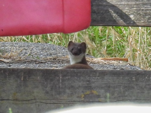 Eurasian Stoat, Zuid-Holland, NL, photo 7 of 10