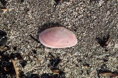 Nitidotellina hokkaidoensis