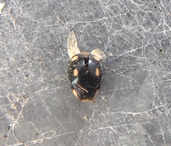 Hyperaspis quadrioculata