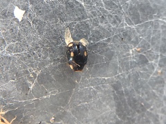 Hyperaspis quadrioculata