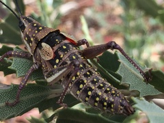 Monistria pustulifera